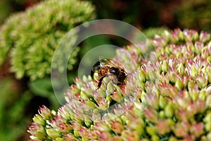 Showy Stonecrop flower with bee summer season nature details photo