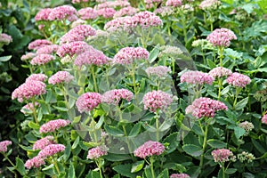 Showy stonecrop flowers or Sedum spectabile or Hylotelephium spectabile