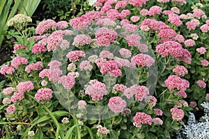 Showy stonecrop flowers or Sedum spectabile or Hylotelephium spectabile