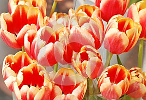 Showy tulips photo
