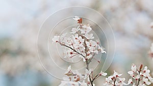 Showy White Flowers In Early Spring. Cherry Plum And Myrobalan Plum Branch With Flowers And Leaves.