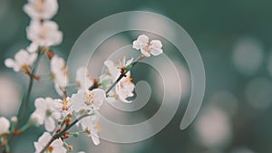 Showy White Flowers In Early Spring. Cherry Plum And Myrobalan Plum Branch With Flowers And Leaves.