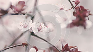 Showy White Flowers In Early Spring. Cherry Plum And Myrobalan Plum Branch With Flowers And Leaves.