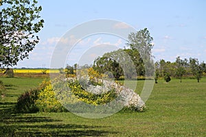 Showy wildflower filled mound outdoors