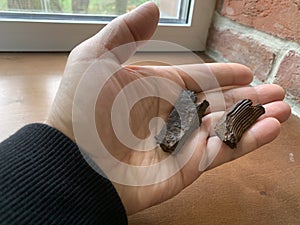 Shrapnel from a mine in hand. Fragments of an exploding bomb. Russia's war against Ukraine. Parts of a high-explosive