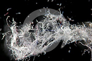 Shred of house dust fibers by microscope on black background