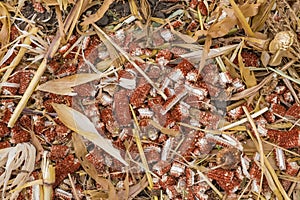 Shredded corncobs on corn field after the harvesting