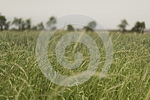 A shredded fodder field. Wheel. Field of forage