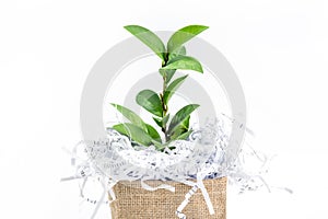 shredded paper waste with green leaf branch in burlap bag box on white background , eco friendly paperless concept