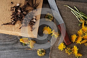 Shredded roots and flowers of dandelion on  vintage wooden background with copy space, the process of procuring medicinal herbs,