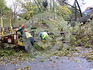 Shredding Tree Limbs