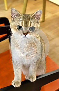 Shrek Puss in Boots Knight Cat American Shorthair Cat Breed Baby Domestic Cats British Big Eyes Kitty Pet Kitties Kitten Meow Pet