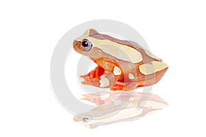 Shreve's Sarayacu treefrog isolated on white