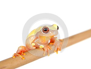 Shreve's Sarayacu treefrog isolated on white