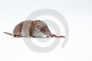 Shrew with earthworm