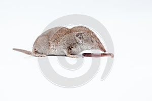 Shrew with earthworm