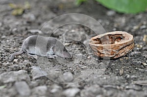 Shrew. Young insectivorous mammal