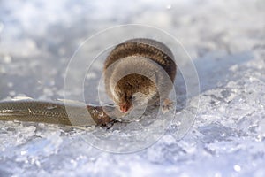 shrewmouse and its extraction Ð° small fish