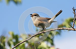 Shrike
