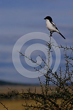 Shrike