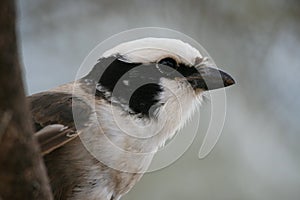 Shrike photo