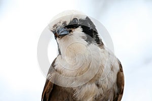 Shrike