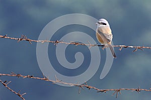 Shrike on barbed wire, India