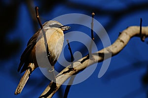 Shrike bird on a branch in Taiwan. nature, Migratory Bird