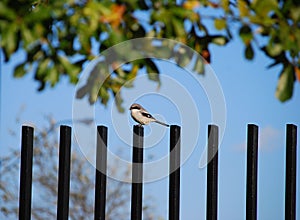 Shrike bird on fence post