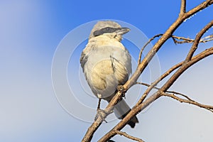 shrike bird perched on a branch