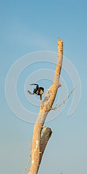 The shrike bird planted a beetle on a branch in order to sit down in the future