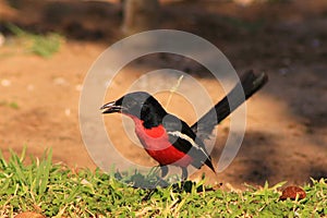 Shrike, Crimsonbreasted - Stunning Africa