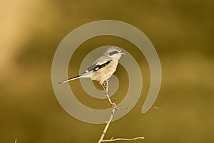 Shrike on a dry tree trunk