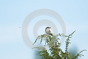 Shrike and a fly