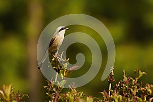 A shrike with a hunted insect