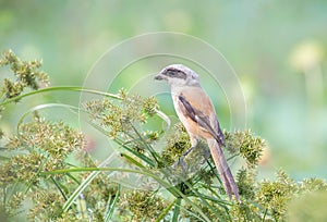 Shrike