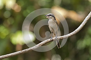 Shrikes