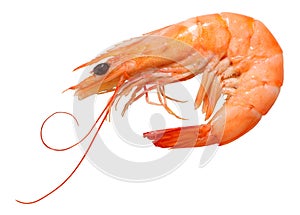 Shrimp photo