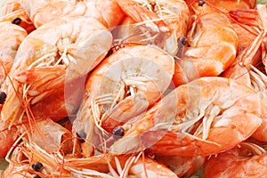 Shrimp photo