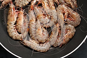 Shrimp