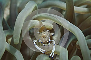 Shrimp in anemone