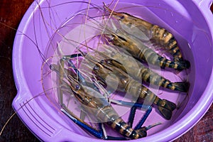 shrimp aquaculture, economic, sent out a large white shrimp. Is caught up with the children at least. shrimp aquaculture,