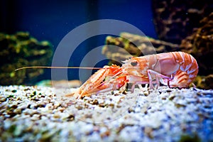 Shrimp in aquarium