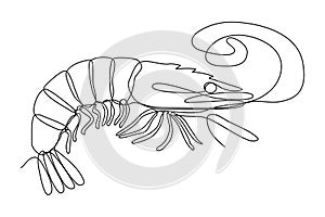 Shrimp continuous line drawing vector