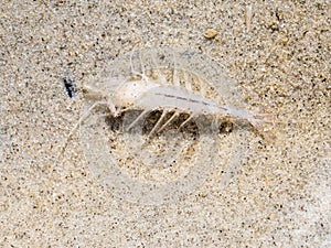 Shrimp, Crangon crangon, on sand in shallow water at low tide of Waddensea, Netherlands photo