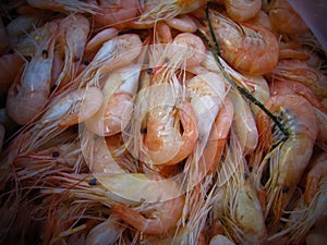 Shrimp exotic food delicates delicacy