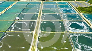 The Shrimp farming in Philippines.