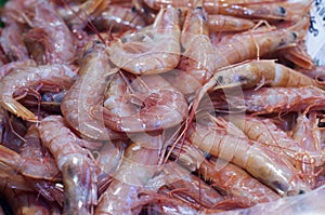 Shrimp in fish market