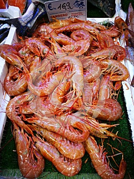 Shrimp in fish market