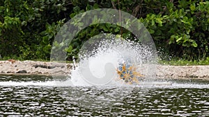 Shrimp fishpond waterwheel in action